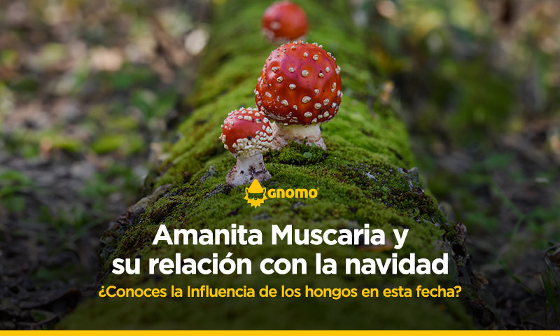 Amanita Muscaria, ¿Conoces la relación que tiene este Hongo con la navidad?