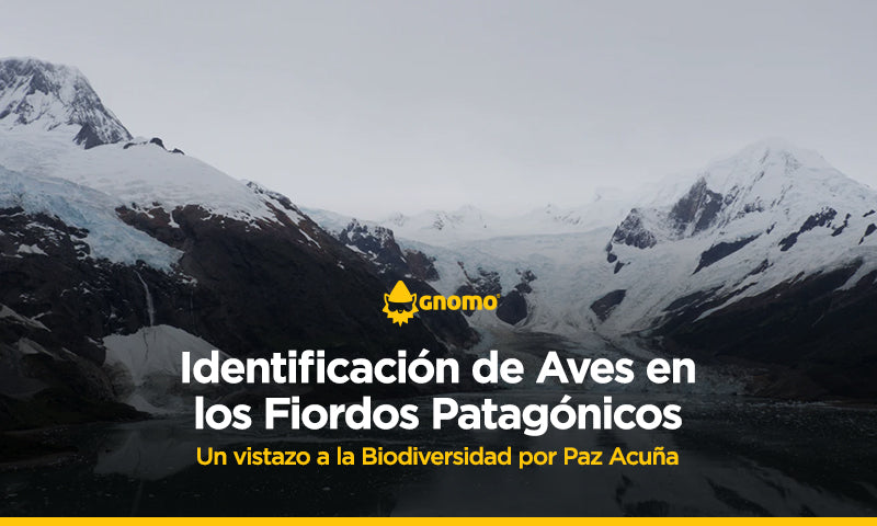 Identificación de Aves en los Fiordos Patagónicos. Un Vistazo a la Biodiversidad.