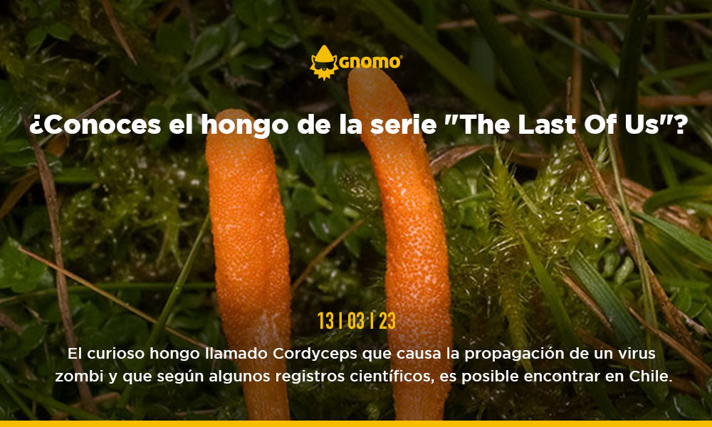 Cordyceps ¿Conoces el hongo de la serie del momento “The Last Of Us”?